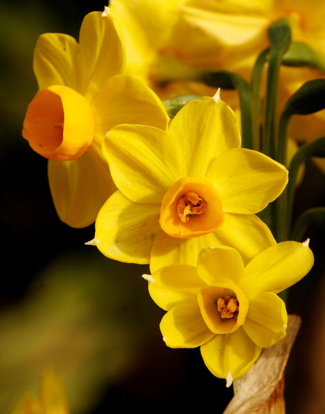 daffodil: no description