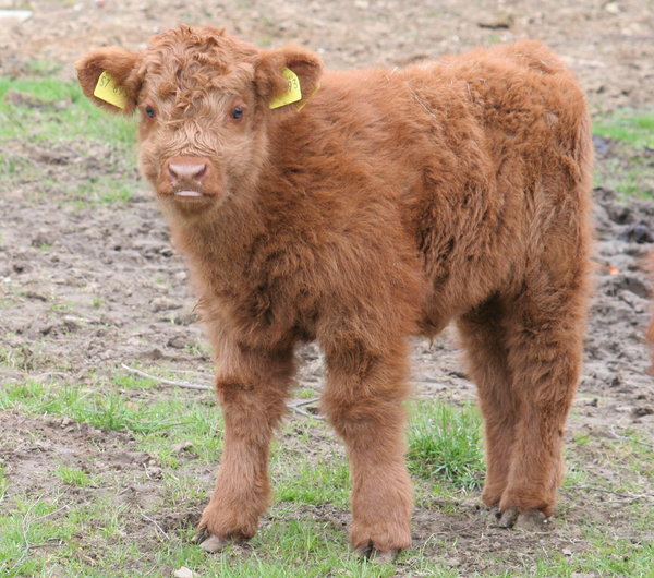 calf | Free stock photos - Rgbstock - Free stock images | greyman