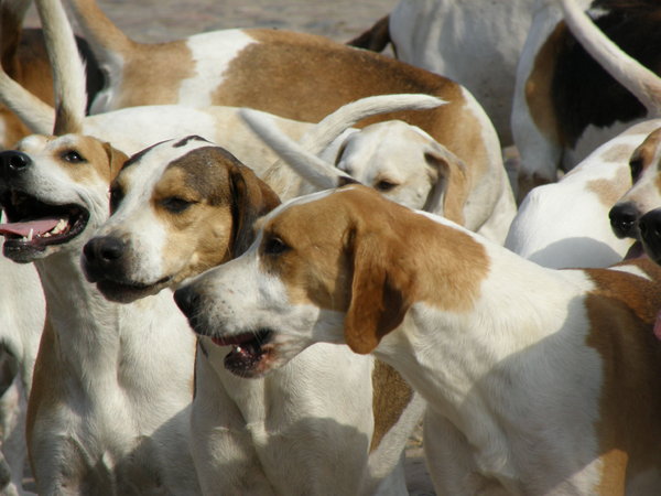 pack of hounds: ...