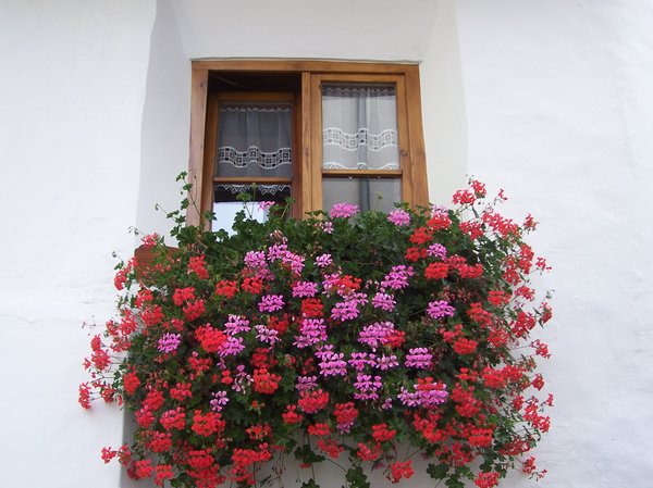 WINDOW AND FLOWERS