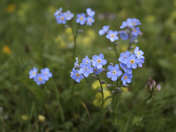 Alpine forget-me-not