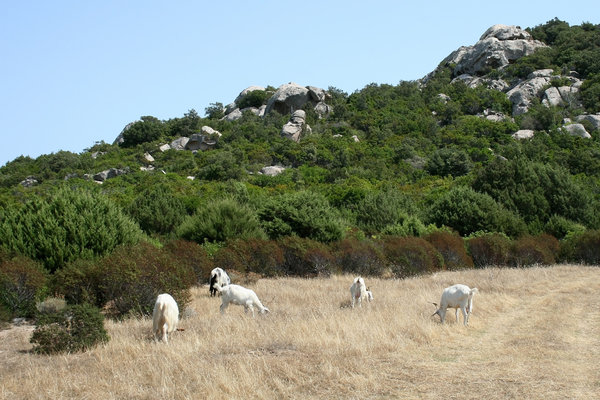 Goat pasture