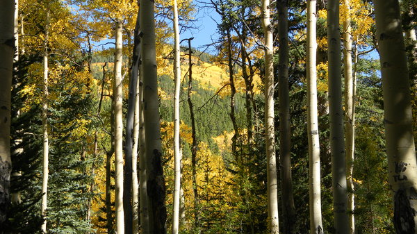 Colorado Aspen: The aspen leaves in the mountains not too far from Idaho Springs, CO. September 18, 2010.