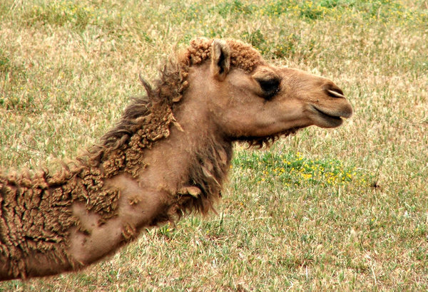 camel carpetting