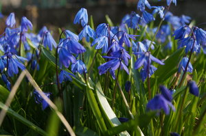 First spring flowers: Blossoming scilla sibirica