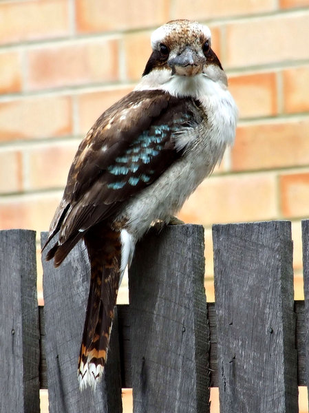 I'm watching you: Kookaburra on fence - looking down his beak