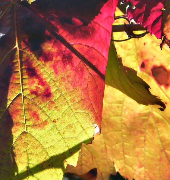 light & shade: sunlight shining on and through autumn coloured vine leaves