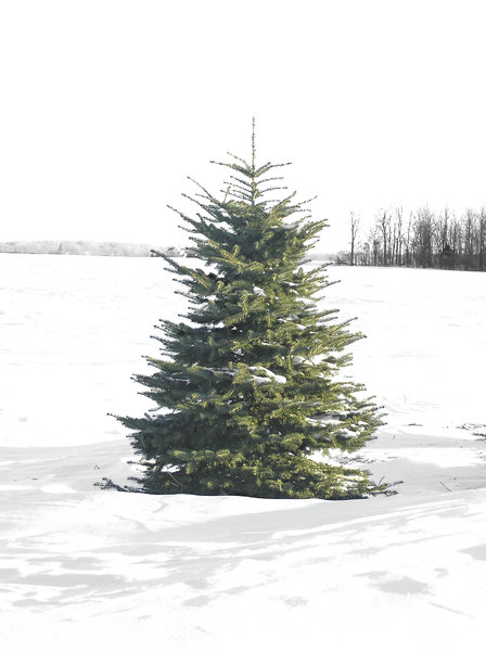A Perfect Christmas Tree: One perfect evergreen tree in a field of snow.