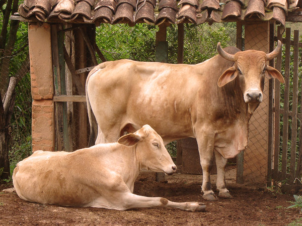 Bull and cow