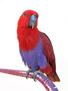 ecletus papegaai