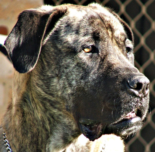 down in the mouth: face of a great dane dog - large dog
