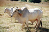 hodowlanych bydła - Nelore