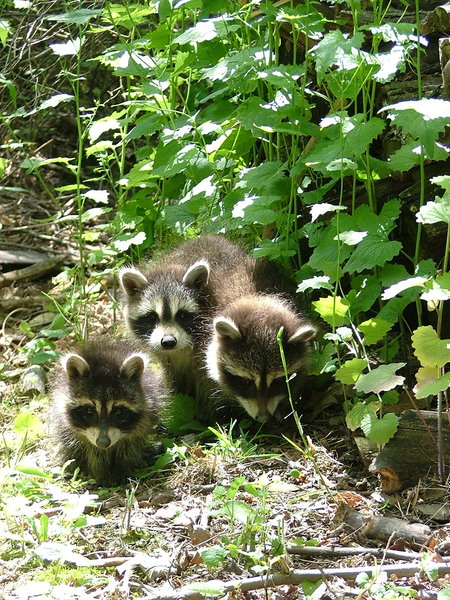Baby Racoons 1