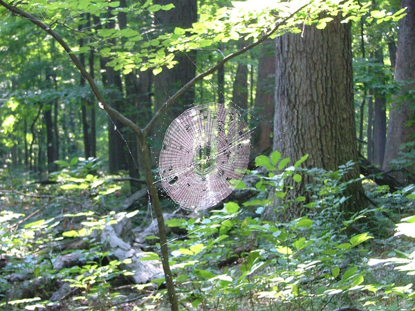 spider web in the woods