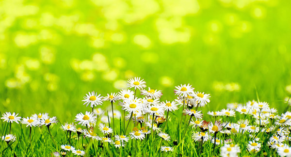 Daisies in sunny meadow: daisies in sunlight