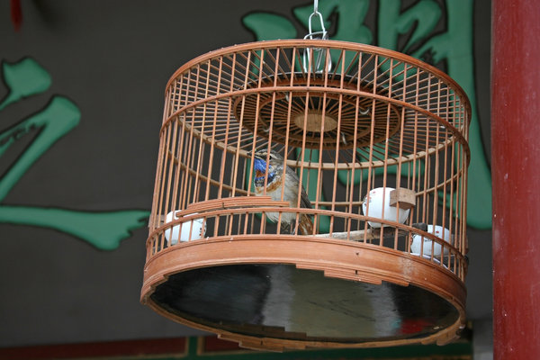 Cagebird