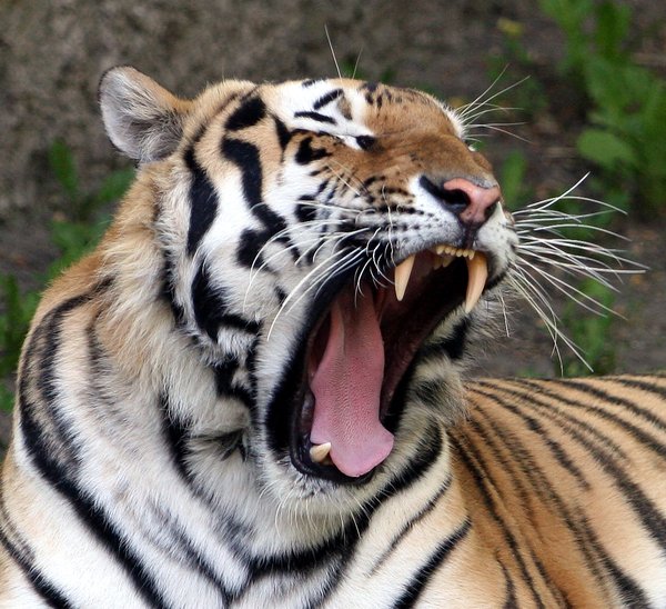 tiger: yawning tiger