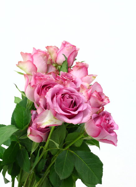 Pink Roses 1: Pink roses 