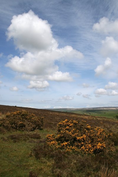 Exmoor view