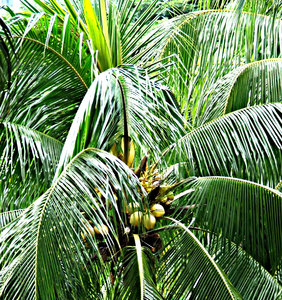 Baumkrone Kokosnüsse