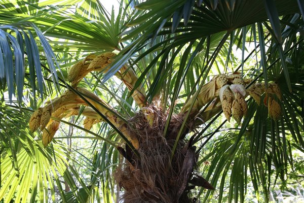 Flowering palm