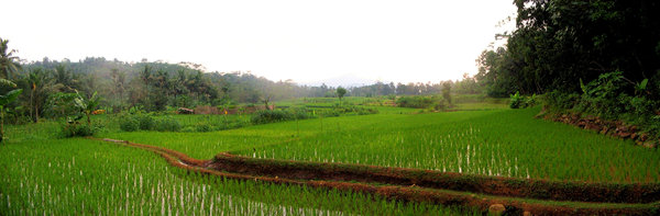 ricepaddy ajibarang (jawa)