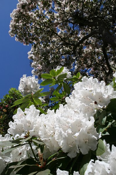 White rhododendrons