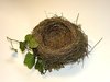 Blackbirds Nest (abandonned)