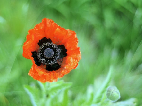 flower - poppy