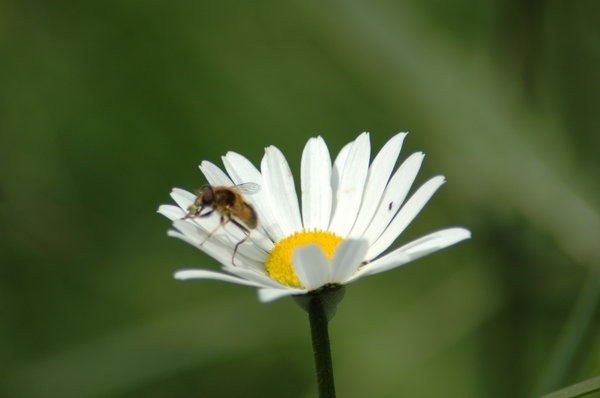 Bee and flower 2