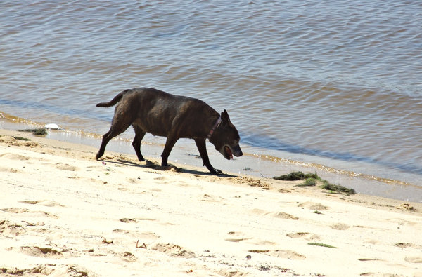 old beach dog