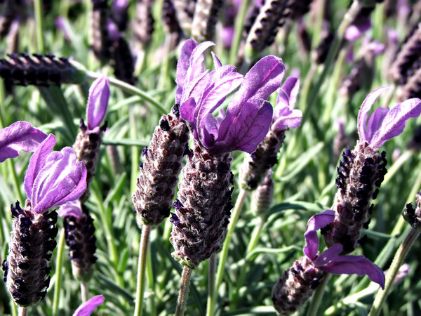 lavender: garden lavender in bloom - flowers