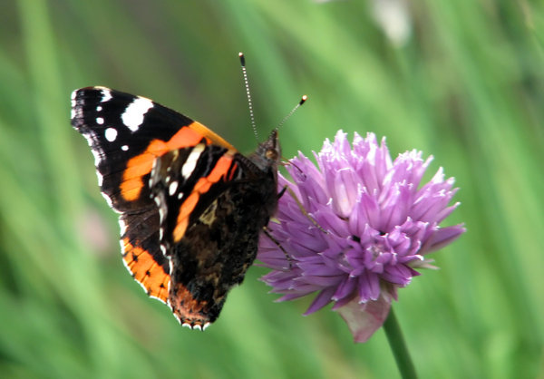 Red Admiral