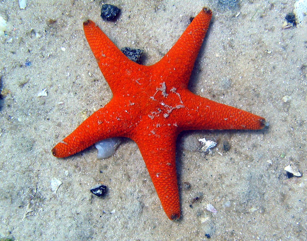 Starfish 1: A starfish from Simonstown South Africa.