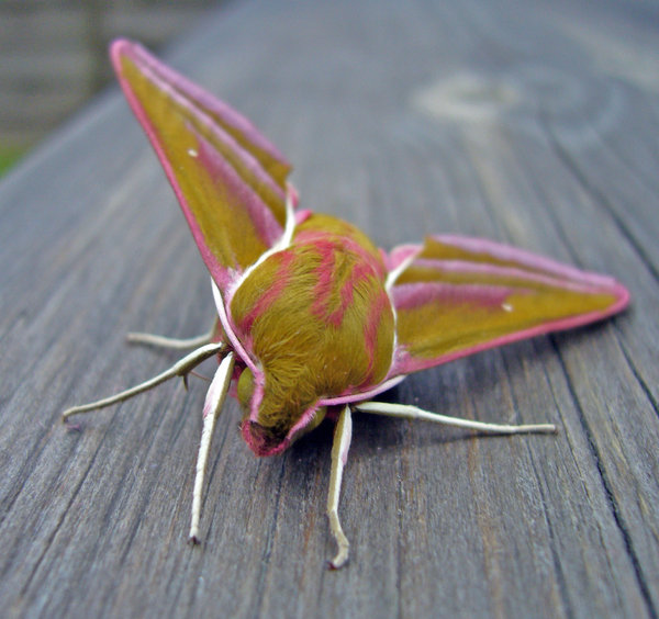 Funky Moth