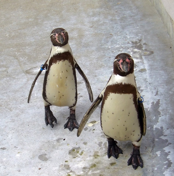 PP Penguin