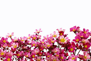 Flower border: The beauty of springtime