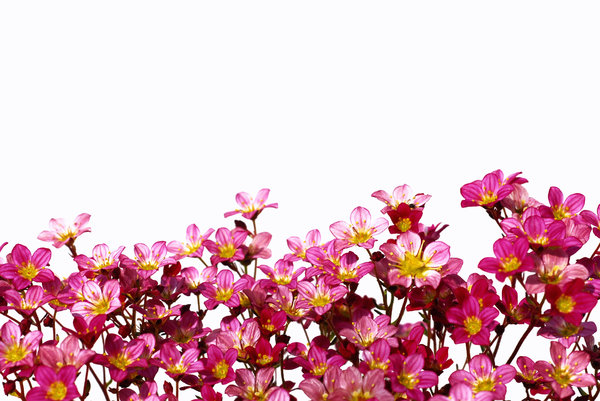 Flower border: The beauty of springtime