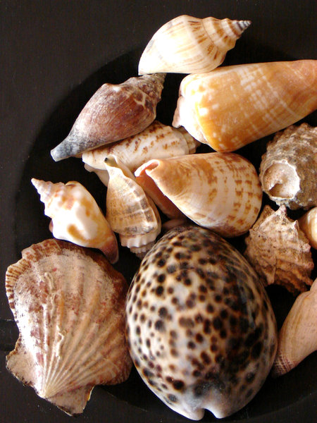 seashell 4