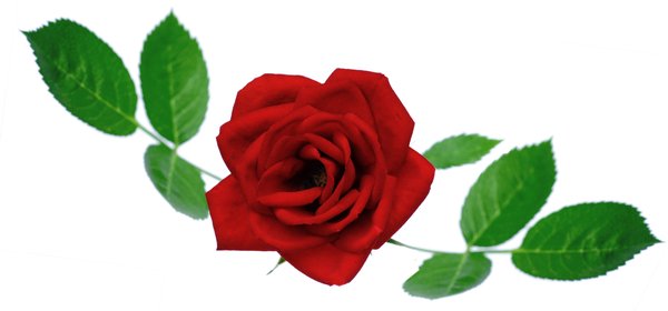 rose: red rose