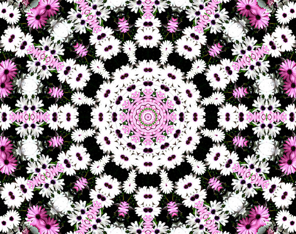 pink & white daisy wheel