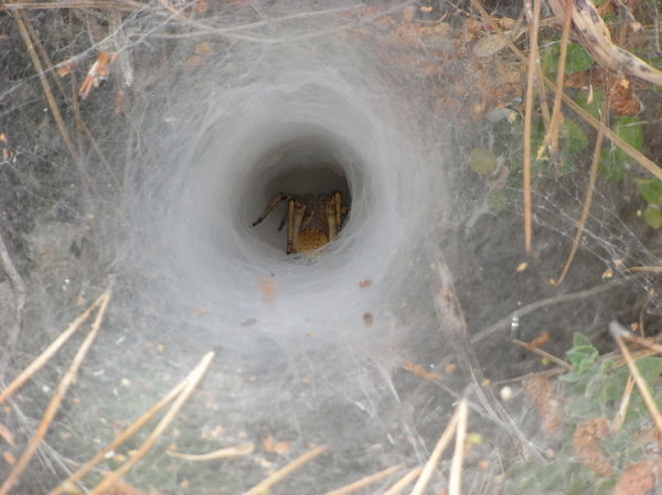 Tunnel spider