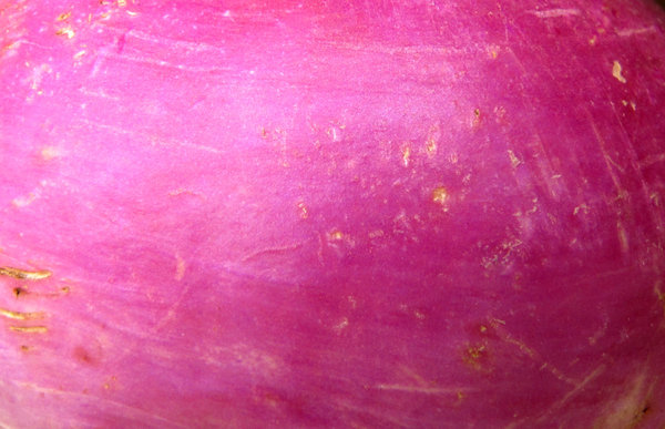 turnip purple
