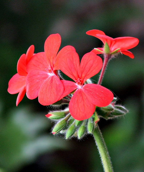 red geranium