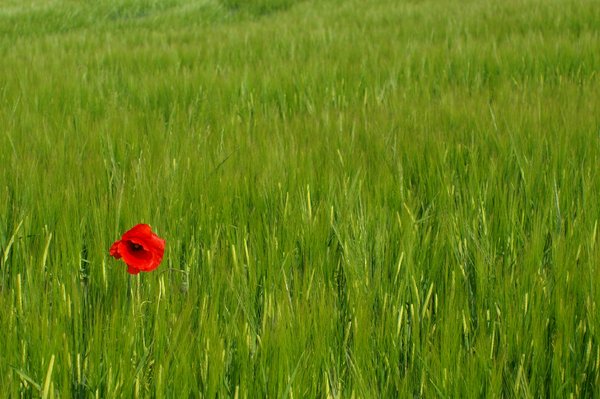 Single Poppy in a field