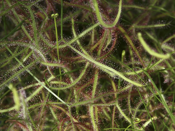 Carnivorous plant foliage