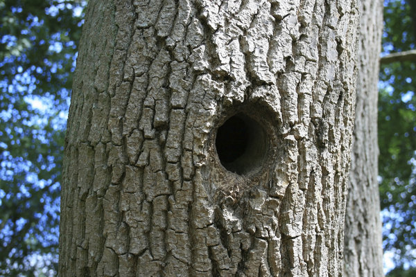 Woodpecker nest-hole