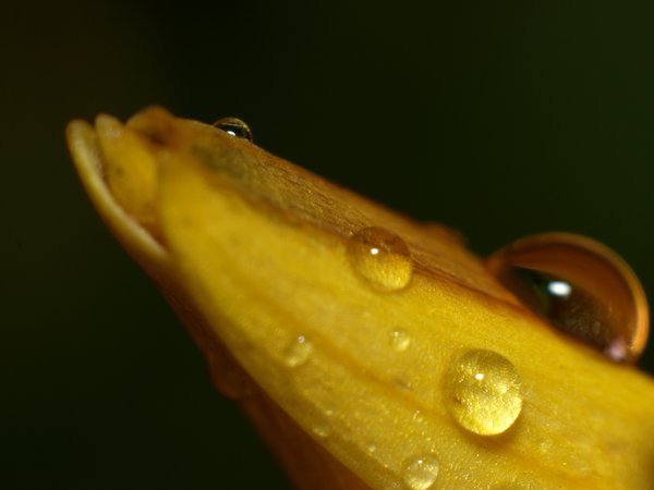 Leaf with raindrops