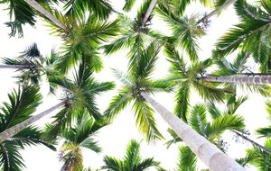 Kokosnuss-Bäume ein