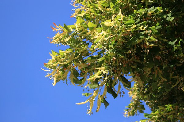 Lime tree fruits